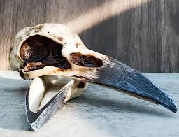 Raven Skull Box